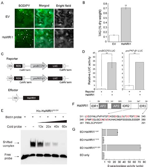 Figure 3 From Sunflower WRINKLED1 Plays A Key Role In Transcriptional