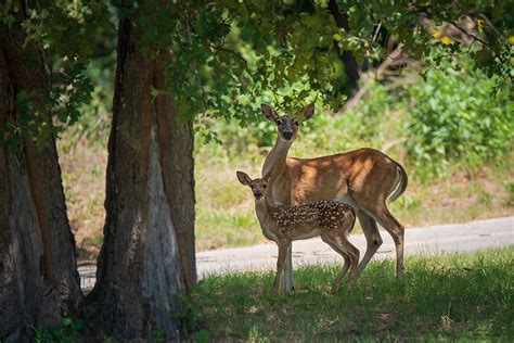 The Best Deer Resistant Tree Species To Try This Year Tree Service Noblesville