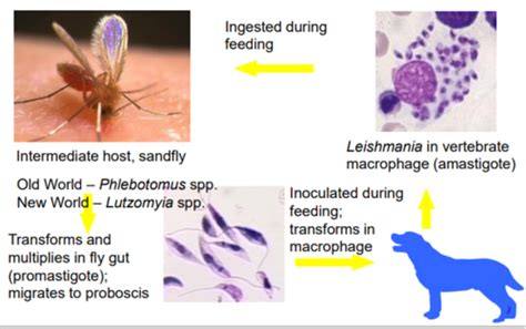 Leishmania Flashcards Quizlet