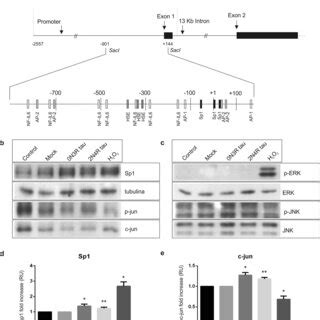 Determination Of The More Relevant Binding Sites In Prnp Promoter After