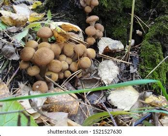 62 Northern Honey Fungus Images Stock Photos Vectors Shutterstock