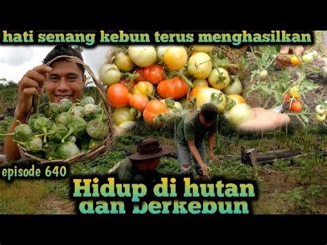 Pulang Ke Desa Penuhi Undangan Bang Dk Dan Panen Banyak Hasil Kebun