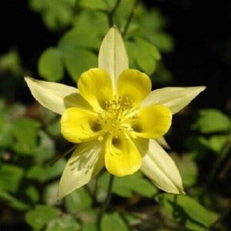 Columbine Seeds – Toadstool Seeds