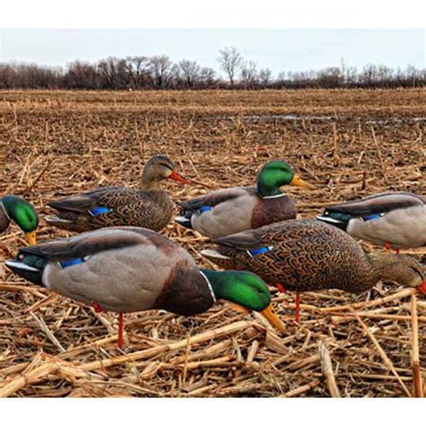 Avian X APG Full Body Mallards Duck Decoys | Sportsman's Warehouse