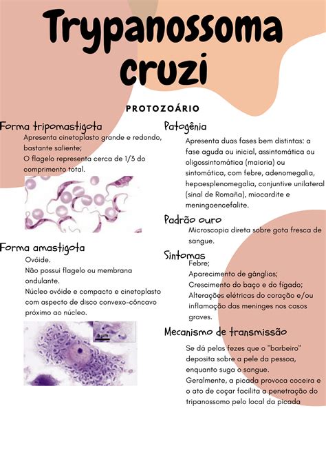 Resumo Trypanossoma Cruzi Parasitologia Cl Nica