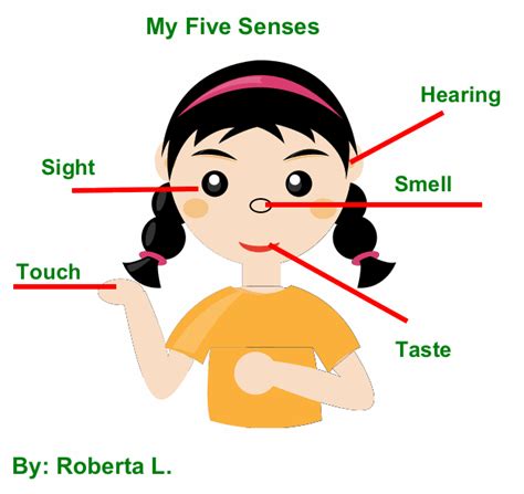 senses facts  kids