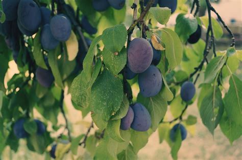 Plums Fruit Plum Tree - Free photo on Pixabay - Pixabay