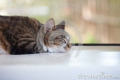 Portrait Of Tabby Cat Sleeping On Window Sill Stock Photo