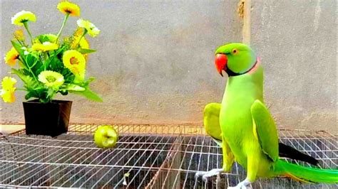 Ringneck Talking Parrot Dancing L So Beautiful Parrot Fanny Youtube