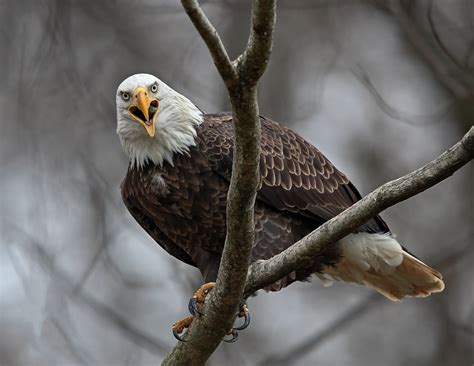 Has the bald eagle population along the James River peaked? - WTOP News