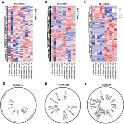 Expression Profiles Of Mrnas Lncrnas Mirnas And Pattern Diagram Of