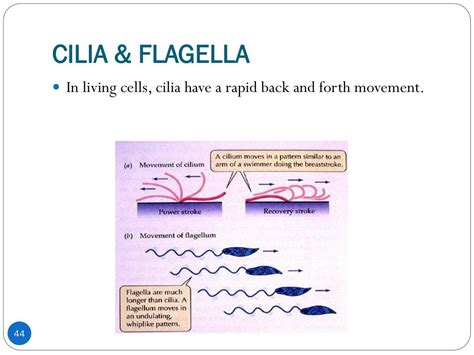 PPT - APICAL SURFACE MODIFICATIONS OF THE CELL PowerPoint Presentation ...