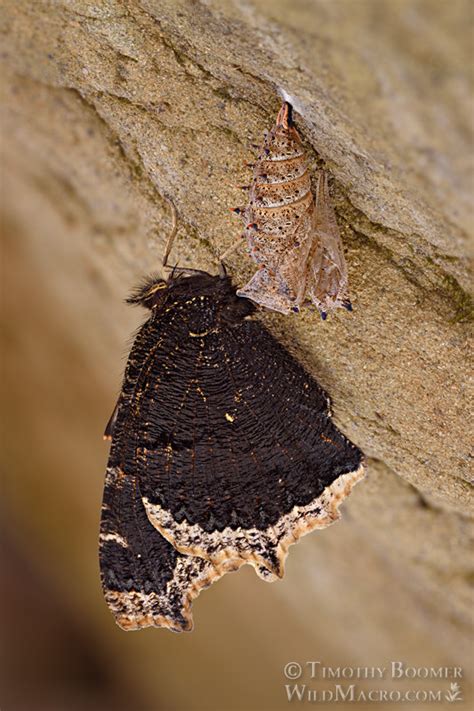 Mourning Cloak Butterfly Nymphalis Antiopa Pictures Wild Macro