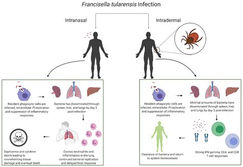 Differential Immune Response Following Intranasal And Intradermal