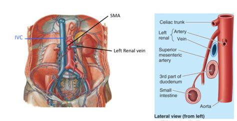 Vasculature Of The Abdomen Flashcards Quizlet