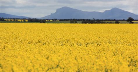 Evaluating New Canola Varieties Stock Land Vic