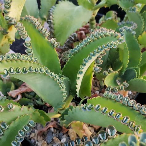 Kalanchoe Succulent