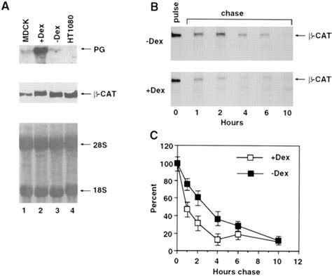 Expression Of β Catenin Rna And Stability Of β Catenin Protein In Cells