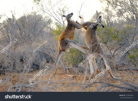 599 Big red kangaroo Images, Stock Photos & Vectors | Shutterstock