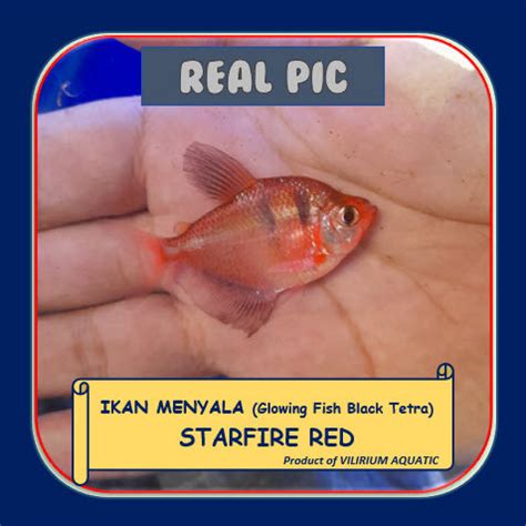 Jual Ikan Hias Air Tawar Glowing Fish Black Tetra Starfire Red Merah