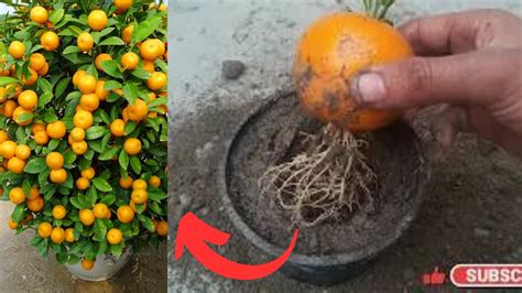 Best Techniques Growing Orange Tree From Orange Work Youtube