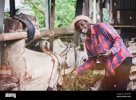 African farmer use tablet for livestock and husbandry control in cattle ...