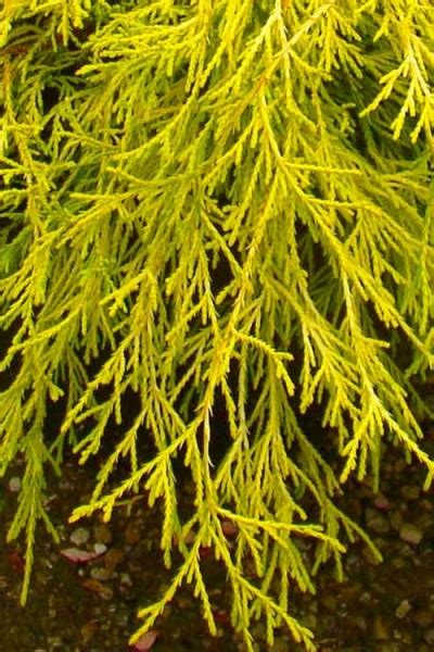 Growing The Gold Mop Threadleaf Cypress Chamaecyparis Pisifera