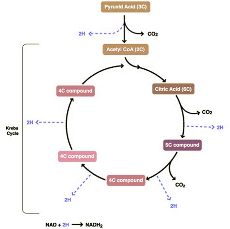 The Link Reaction And Kerbs Cycle Flashcards Quizlet