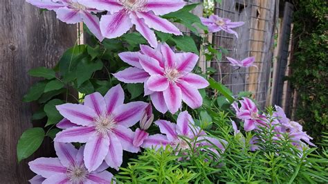 Queen Of Flowering Clematis Vine Varieties Youtube