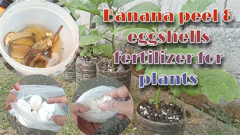 How To Use Eggshells And Banana Peels Fertilizer For Plants Youtube