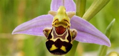 Las Flores Más Raras Del Mundo Muy Curiosas Y Extrañas