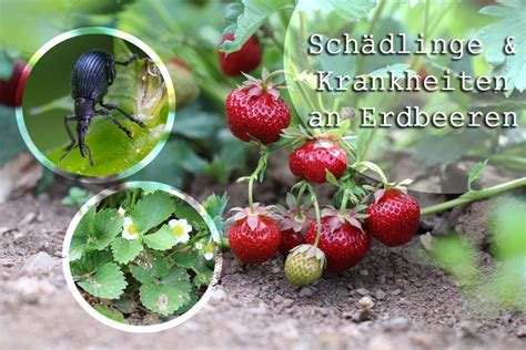 Schädlinge und Krankheiten an Erdbeeren was dagegen tun