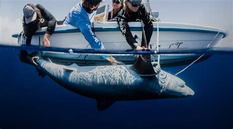 Bimini Shark Lab: Bremont Partner – Bremont Watch Company