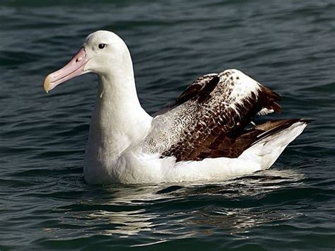 Fun Great Albatross Facts For Kids Kidadl