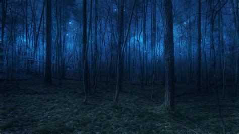 Dark Night Woodland Starlight K Light Woods Nature Forest