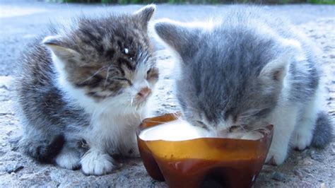 Save Me Protected Baby Kittens Of Abandoned Cats One Day After Birth