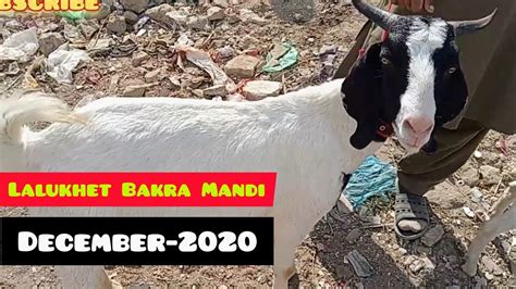 Lalukhet Bakra Mandi Rate Update Latest Video December 2020 Maweshi