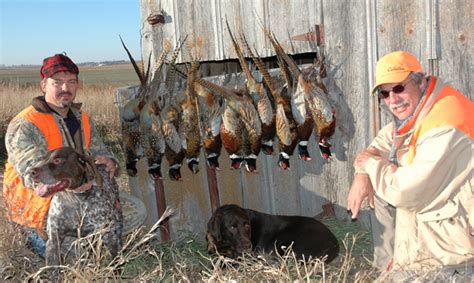 Pheasant Hunting Photos Nebraska Outfitters Merriam S Turkey