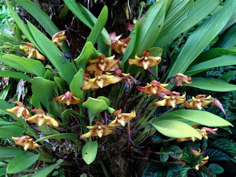 Maxillaria Striata Finca Dr Cula