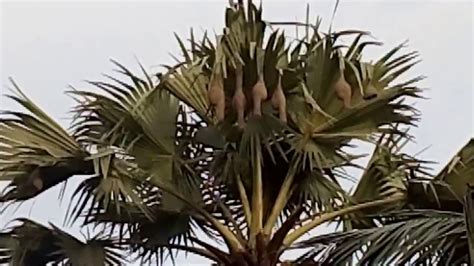 babui pakhir basha  youtube