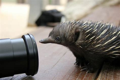 Baby Echidna (13 pics)