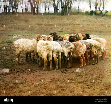 Fat Tailed Sheep Hi Res Stock Photography And Images Alamy