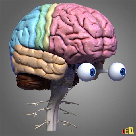 Human Brain D Model Free Qleroinfinity