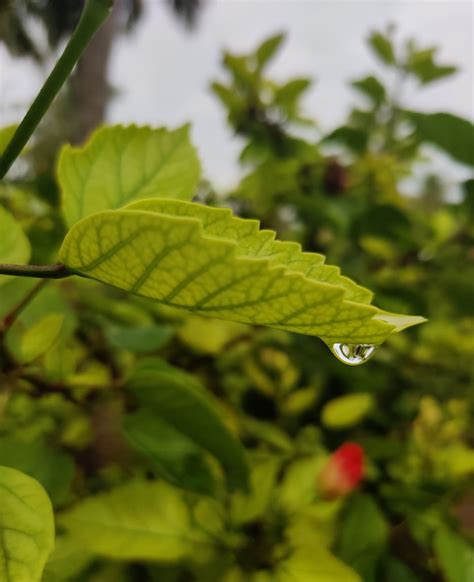 Water Droplet On Leaf PixaHive