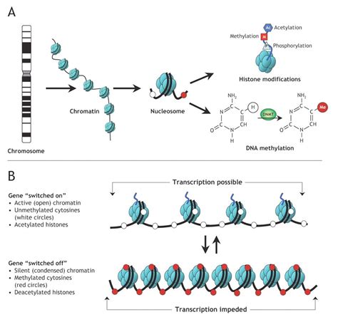 Slides Introduction To DNA Methylation Data Analysis Introduction To