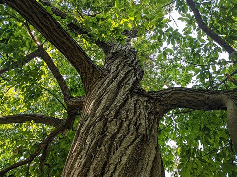 28 Types Of Trees In Michigan With Pictures House Grail