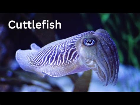 Cuttlefish Fun Facts Moomoomath And Science