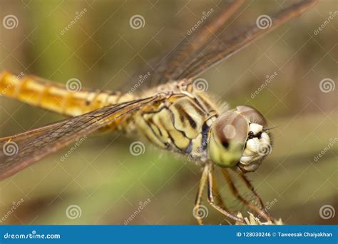 Closeup Dragonfly Face Macro Insect Stock Photo Image Of Small Head