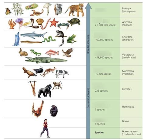 Unit 5 Evolution Diagram Quizlet