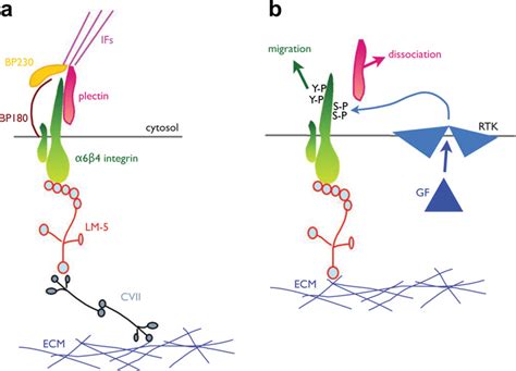 The dynamics of α6β4 integrin a Schematic diagram of hemidesmosomal